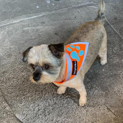 Show full view: SafetyPUP XD Hi-Visibility Reflective Dog Bandana, Orange, Small: 11 to 15-in neck slide 7 of 8