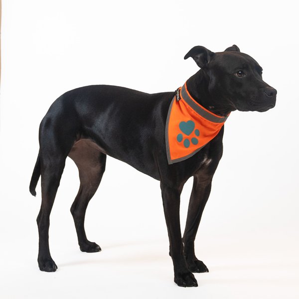 SafetyPUP XD Hi-Visibility Reflective Dog Bandana, Orange