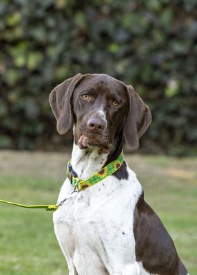 Show full view: LupinePet Sunflowers Dog Collar, Medium: 12 to 20-in neck, 1-in wide slide 2 of 8
