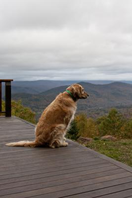 Show full view: LupinePet Tail Feathers Dog Collar, Large: 16 to 28-in neck, 1-in wide slide 3 of 8