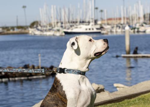 Show full view: LupinePet Sand Shark Dog Collar, Medium: 12 to 20-in neck, 1-in wide slide 3 of 8