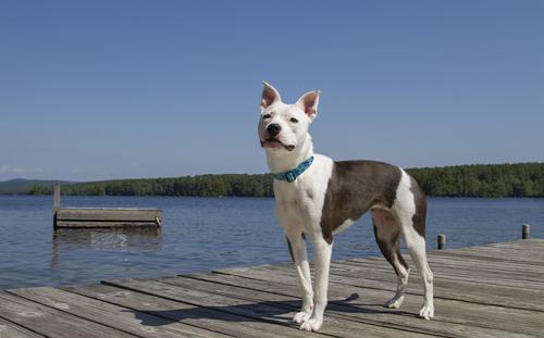 Show full view: LupinePet Turtle Reef Dog Collar, Large: 16 to 28-in neck, 1-in wide slide 2 of 7