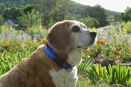 Show full view: LupinePet Social Butterfly Dog Collar, Medium: 12 to 20-in neck, 1-in wide slide 2 of 7