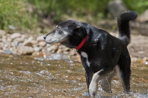 Show full view: LupinePet Basics Nylon Standard Dog Collar, Red, Large: 16 to 28-in neck, 1-in wide slide 2 of 7