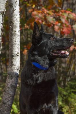 Show full view: LupinePet Basic Solid Dog Collar, Blue, Large: 16 to 28-in neck, 1-in wide slide 3 of 8