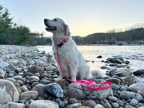 Show full view: LupinePet Waterproof BioThane Padded Handle Dog Leash, Neon Pink, Regular: 6-ft long, 1-in wide slide 3 of 7