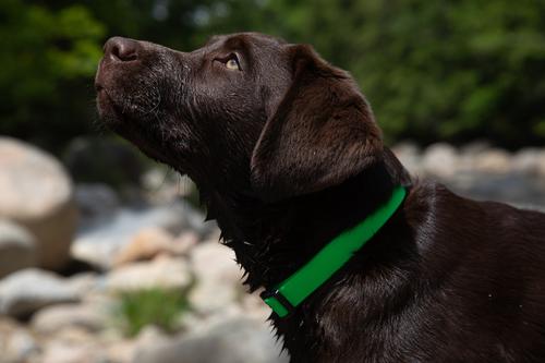 Show full view: LupinePet Splash Waterproof BioThane Dog Collar, Neon Green, Medium: 13 to 22-in neck, 3/4-in wide slide 2 of 7