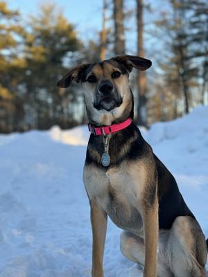 Show full view: LupinePet Splash Waterproof BioThane Dog Collar, Neon Pink, Large: 15 to 25-in neck, 3/4-in wide slide 2 of 7