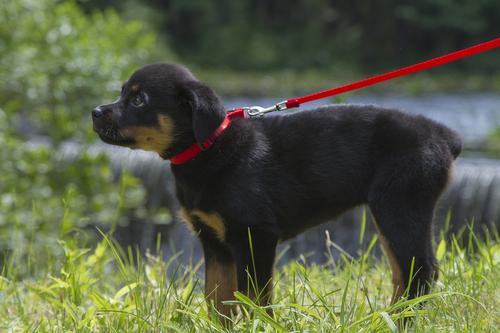 Show full view: LupinePet Basic Solid Dog Collar, Red, Small: 10 to 16-in neck, 1/2-in wide slide 2 of 7