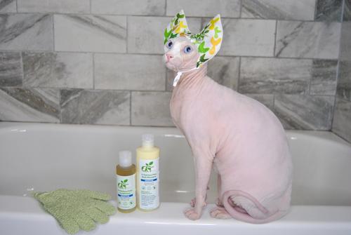 Show full view: RenewedPet Ear Cover Cat Shower & Bath Cap, Small slide 5 of 7
