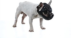 Labra Short Snout Flexible Silicone Dog Muzzle, Black, Medium
