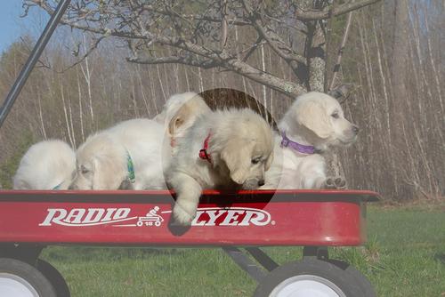 Show full view: LupinePet Original Designs Alpen Glow Dog Collar, Alpen Glow, Small: 10 to 16-in neck, 1/2-in wide slide 3 of 8