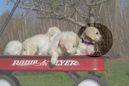 Show full view: LupinePet Jelly Roll Dog Collar, Small: 10 to 16-in neck, 1/2-in wide slide 2 of 8