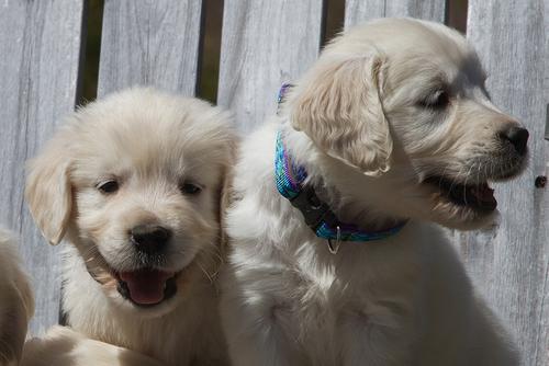 Show full view: LupinePet Original Designs Rain Song Dog Collar, Rain Song, Small: 10 to 16-in neck, 1/2-in wide slide 2 of 8