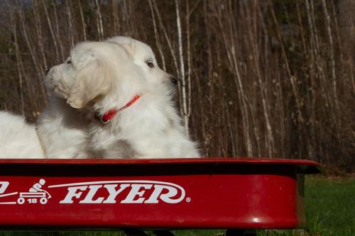 Show full view: LupinePet Original Designs Go Go Gecko Dog Collar, Go Go Gecko, X-Small: 8 to 12-in neck, 1/2-in wide slide 2 of 7