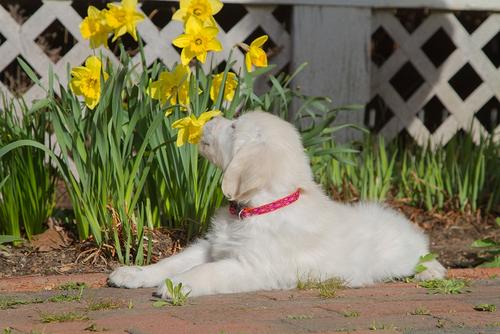 Show full view: LupinePet Original Designs Alpen Glow Dog Collar, Alpen Glow, X-Small: 8 to 12-in neck, 1/2-in wide slide 3 of 9