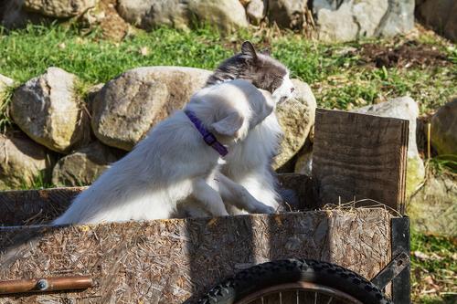 Show full view: LupinePet Jelly Roll Dog Collar, Small: 10 to 16-in neck, 1/2-in wide slide 3 of 8