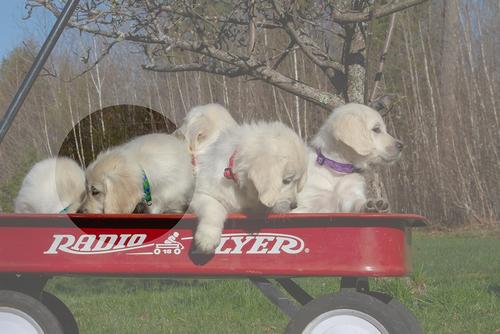 Show full view: LupinePet Original Designs Tail Feathers Dog Collar, Tail Feathers, Small: 10 to 16-in neck, 1/2-in wide slide 2 of 7