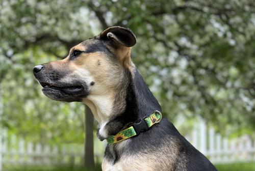 Show full view: LupinePet Original Designs Sunflowers Nylon Standard Dog Collar, Medium: 13 to 22-in neck, 3/4-in wide slide 2 of 7