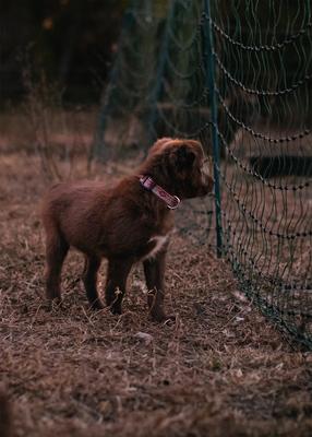 Show full view: LupinePet Originals El Paso Nylon Standard Dog Collar, Medium: 9 to 14-in neck, 3/4-in wide slide 2 of 8
