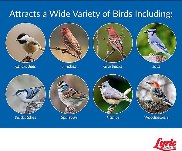 Show full view: Lyric Wild Bird Food, 5-lb bag slide 7 of 10