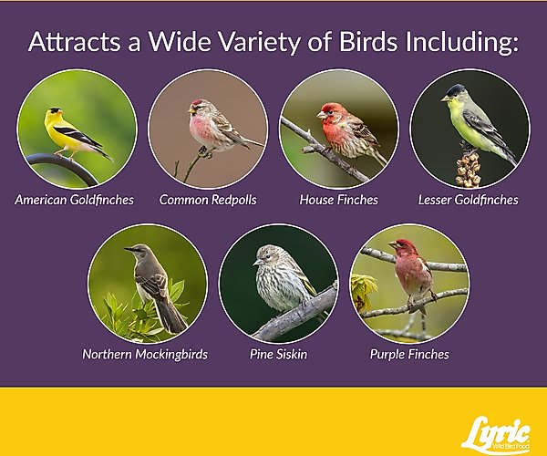 Show full view: Lyric Finch Small Songbird Wild Bird Food, 20-lb bag slide 7 of 11