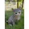 Show in main carousel: Hi-Line Gift Sitting Kitten Statue, 8-in, Gray & White slide 1 of 8