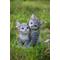 Show in main carousel: Hi-Line Gift Hugging Kittens Statue, 6.77-in, Gray slide 1 of 8