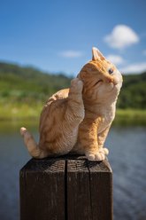 Hi-Line Gift Cat Scratching Ear Cat State, Orange & White, 6.7-in