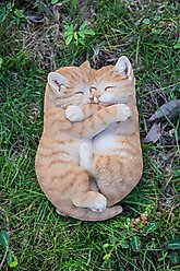 Hi-Line Gift Sleeping Couple Cat Statue, 3-in, Orange
