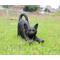Show in main carousel: Hi-Line Gift Stretching Cat Statue, 9.37-in, Black slide 1 of 8