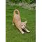 Show in main carousel: Hi-Line Gift Stretching Cat Statue, 9.37-in, Orange slide 1 of 8
