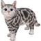 Show in main carousel: Hi-Line Gift Standing American Shorthair Cat Statue, Black & Gray, 11.5-in slide 1 of 5