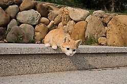 Hi-Line Gift Looking Over Ledge Cat Statue, Orange, 4.52-in