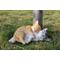 Show in main carousel: Hi-Line Gift Sleeping Tabby Cats Statue, Orange & Gray, 4.92-in slide 1 of 7