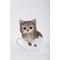 Show in main carousel: Hi-Line Gift Teacup Kitten Statue, 5.75-in, Gray & White slide 2 of 8