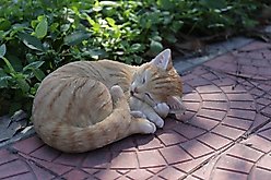 Hi-Line Gift Sleeping Cat Statue, Orange & Tan, 4.45-in