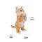 Show in main carousel: Hi-Line Gift Playing Orange Tabby Kitten Statue, 9-in slide 6 of 6