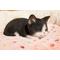 Show in main carousel: Hi-Line Gift Sleeping Kitten Statue, 3.15-in, Black & White slide 8 of 9