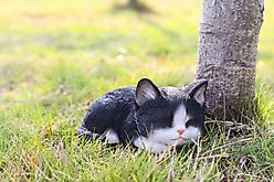 Hi-Line Gift Sleeping Kitten Statue, 3.15-in, Black & White
