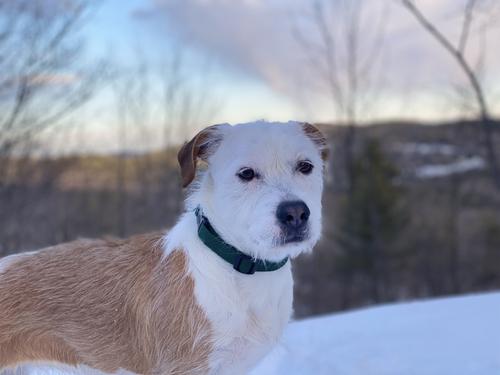 Show full view: LupinePet Basic Solid Nylon Dog Collar, Green, Small: 9 to 14-in neck, 3/4-in wide slide 2 of 7