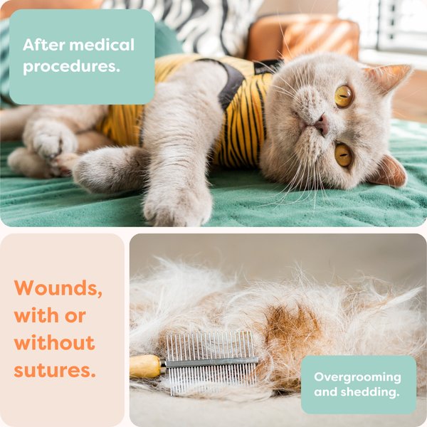 Recovery Suit Für Katzen | Größe S (43-51 Cm) | Tierarzt-Alternative Zur Halskrause | Atmungsaktiv, Bequem