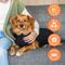 Show in main carousel: Suitical Recovery Suit for Dogs, Black, Small slide 10 of 12