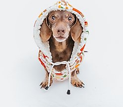 Sassy Woof Peanuts Harvest Reversible Sherpa Dog Jacket, Large slide 2 of 6