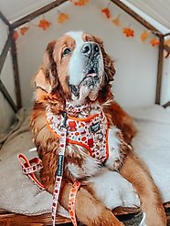 Sassy Woof Peanuts Harvest Dog Leash, 5-ft long, 4/5-in wide slide 2 of 8