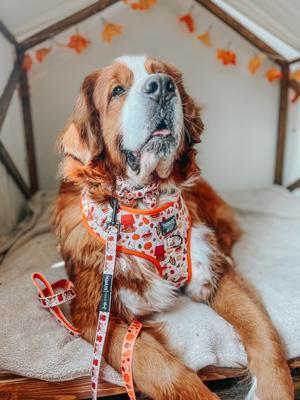 Show full view: Sassy Woof Peanuts Harvest Dog Leash, 5-ft long, 4/5-in wide slide 8 of 8