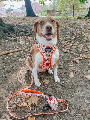 Show full view: Sassy Woof Peanuts Harvest Dog Leash, 5-ft long, 4/5-in wide slide 7 of 8