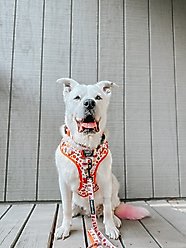 Sassy Woof Peanuts Harvest Adjustable Dog Harness, Medium: 18 to 25-in chest slide 2 of 6