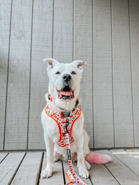 Sassy Woof Peanuts Harvest Adjustable Dog Harness