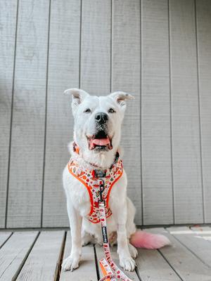 Show full view: Sassy Woof Peanuts Harvest Adjustable Dog Harness, X-Large: 24 to 35-in chest slide 5 of 6